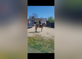 Haflinger, Stallion, 19 years, 14.1 hh, Chestnut-Red