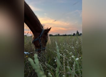 Haflinger Mix, Stallion, 1 year, 11,1 hh, Chestnut-Red