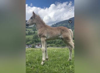 Haflinger, Stallion, 1 year, 11,2 hh, Chestnut-Red