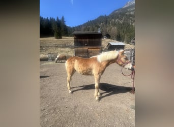 Haflinger, Stallion, 1 year, 12,1 hh, Sorrel