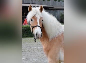Haflinger, Stallion, 1 year, 13.2 hh