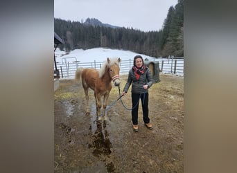 Haflinger, Stallion, 1 year, 14,2 hh, Champagne