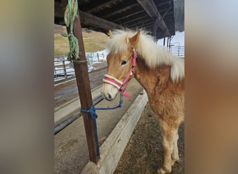 Haflinger, Stallion, 1 year, 14,2 hh, Champagne