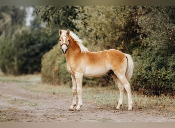 Haflinger, Stallion, 1 year, 14,2 hh, Chestnut-Red