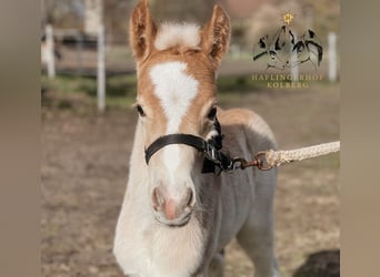 Haflinger, Stallion, 1 year, 14,2 hh, Chestnut-Red