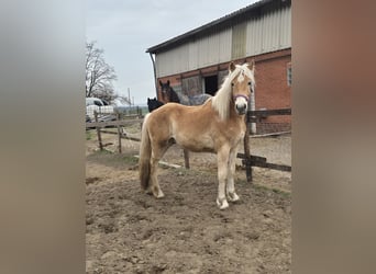 Haflinger, Stallion, 1 year, 14.2 hh, Chestnut-Red