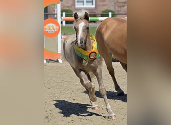 Haflinger, Stallion, 1 year, 14.2 hh, Chestnut-Red