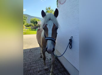 Haflinger, Hengst, 1 Jahr, 14,2 hh, Fuchs