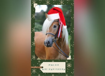 Haflinger, Stallion, 1 year, 14,2 hh, Chestnut-Red