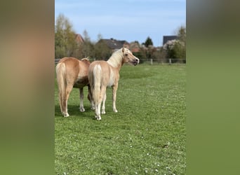 Haflinger, Stallion, 1 year, 14.2 hh, Chestnut-Red