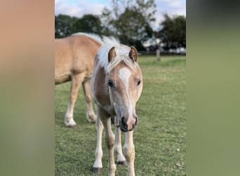 Haflinger, Stallion, 1 year, 14.2 hh, Chestnut-Red