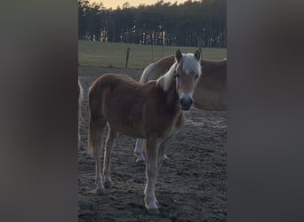 Haflinger, Stallion, 1 year, 14,2 hh