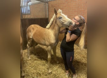 Haflinger, Stallion, 1 year, 14.3 hh