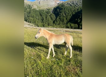 Haflinger, Stallion, 1 year, 14.3 hh