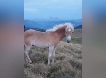 Haflinger, Stallion, 1 year, 14,1 hh, Chestnut-Red