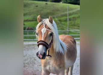 Haflinger, Stallion, 1 year, 14,2 hh, Chestnut-Red