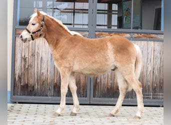 Haflinger, Stallion, 1 year, 14,2 hh, Chestnut-Red