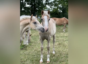 Haflinger, Stallion, 1 year, 14,2 hh, Chestnut-Red