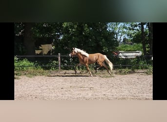 Haflinger, Stallion, 1 year, 14,3 hh, Chestnut-Red