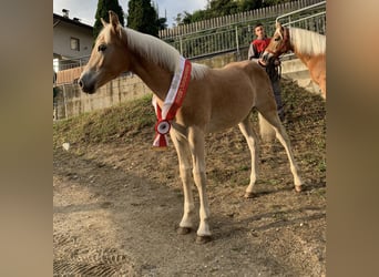 Haflinger, Stallion, 1 year, 15.1 hh