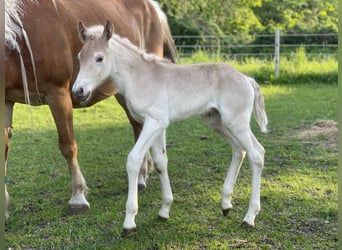 Haflinger, Stallion, 1 year, 15 hh