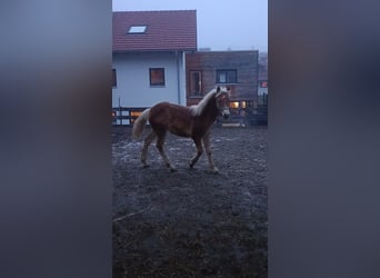 Haflinger, Stallion, 1 year, Brown-Light