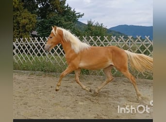 Haflinger, Stallion, 1 year, Chestnut
