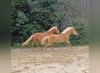 Haflinger, Stallion, 1 year, Chestnut