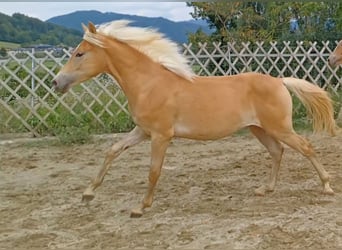Haflinger, Stallion, 1 year, Chestnut
