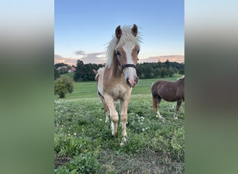 Haflinger, Stallion, 1 year, Chestnut