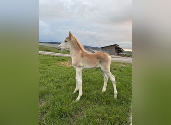 Haflinger, Stallion, 1 year, Chestnut-Red