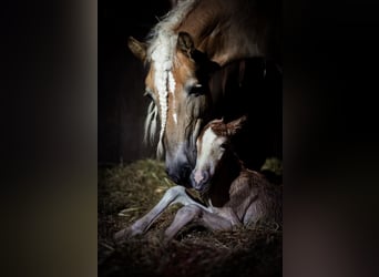 Haflinger, Stallion, 1 year, Chestnut-Red