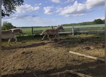 Haflinger, Stallion, 1 year, Chestnut-Red