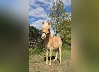 Haflinger, Stallion, 1 year, Chestnut-Red