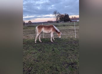 Haflinger, Stallion, 1 year, Chestnut-Red