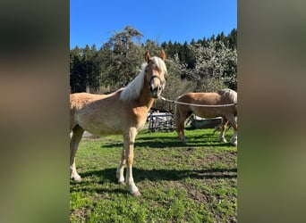 Haflinger, Stallion, 1 year, Chestnut-Red