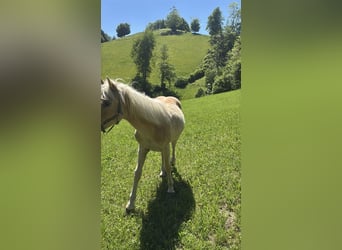 Haflinger, Stallion, 1 year, Chestnut-Red