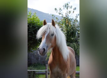 Haflinger, Stallion, 1 year