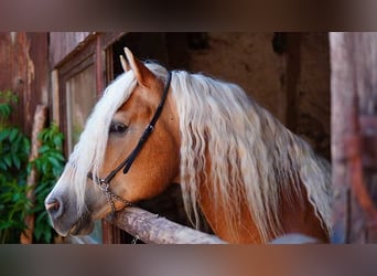 Haflinger, Stallion, 20 years, 14,2 hh