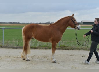 Haflinger, Stallion, 22 years, 13.2 hh, Palomino