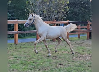 Haflinger Mix, Stallion, 2 years, 13,1 hh, Palomino