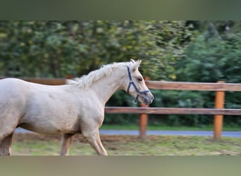 Haflinger Mix, Stallion, 2 years, 13,1 hh, Palomino