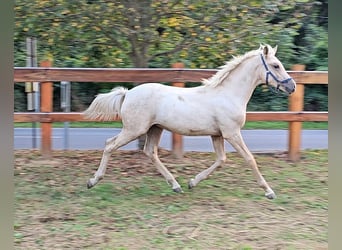 Haflinger Mix, Stallion, 2 years, 13,1 hh, Palomino