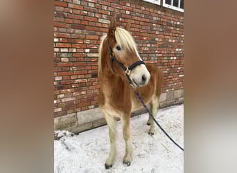 Haflinger, Stallion, 2 years, 13.2 hh, Chestnut-Red