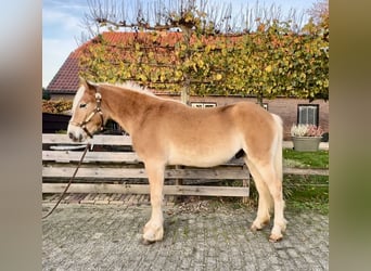 Haflinger, Stallion, 2 years, 13.2 hh, Palomino