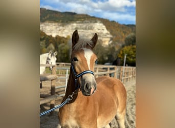 Haflinger, Stallion, 2 years, 13,2 hh, Chestnut-Red