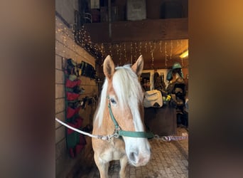 Haflinger, Stallion, 2 years, 13,2 hh, Palomino