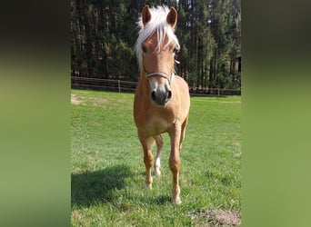 Haflinger, Stallion, 2 years, 14.1 hh, Sorrel