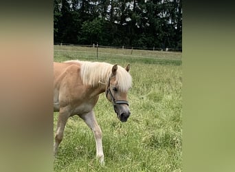 Haflinger, Stallion, 2 years, 14.2 hh