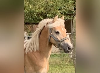 Haflinger, Stallion, 2 years, 14.2 hh